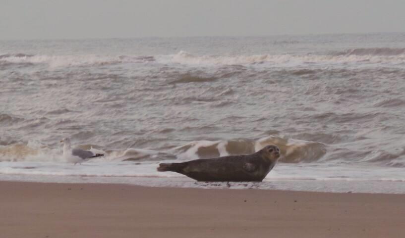 De Blaauboer, Vakantiehuisje Egmond aan Zee Værelse billede