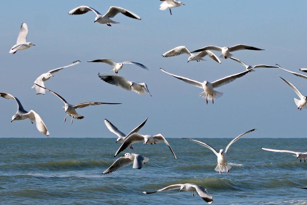 De Blaauboer, Vakantiehuisje Egmond aan Zee Eksteriør billede